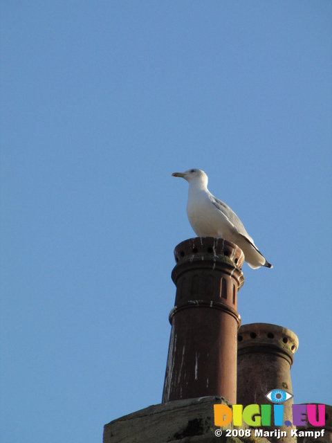 SX00997 Seagull on chimney bath